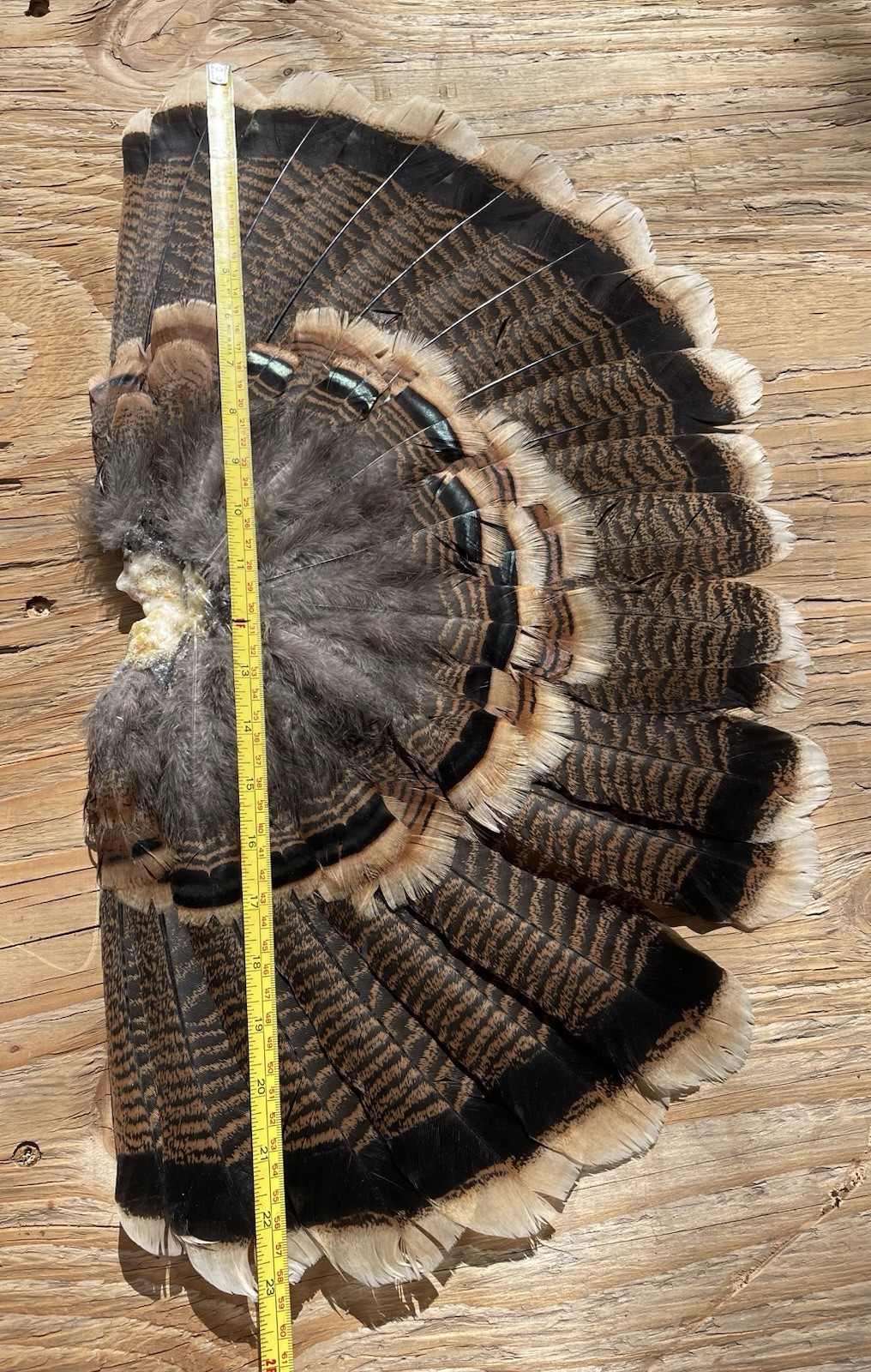 Rio Grande Wild Turkey Hen Tail Fan Decoy Display Arts & Crafts Taxidermy