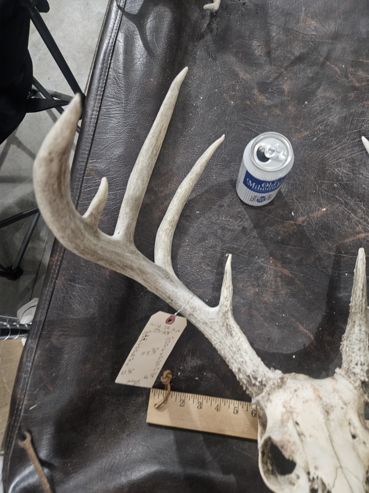 Wild 10 Point Whitetail Deer Antler Rack Horn European Skull Mount Man Cave 148"