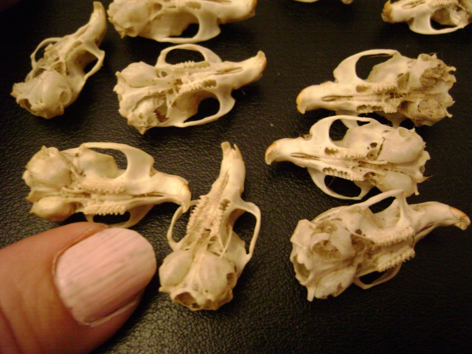 10 REAL MOUSE SKULLS for steampunk jewelry or magic wands TAXIDERMY LOT bones