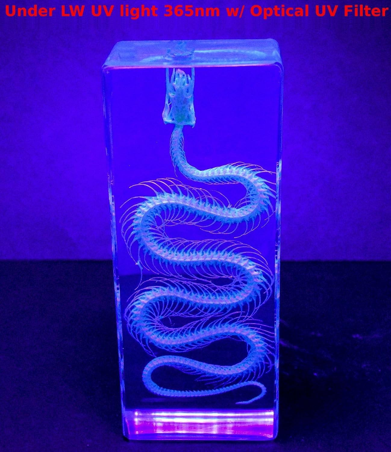 Real Water Snake Skeleton in 110mm Clear Lucite Resin Science Education Specimen