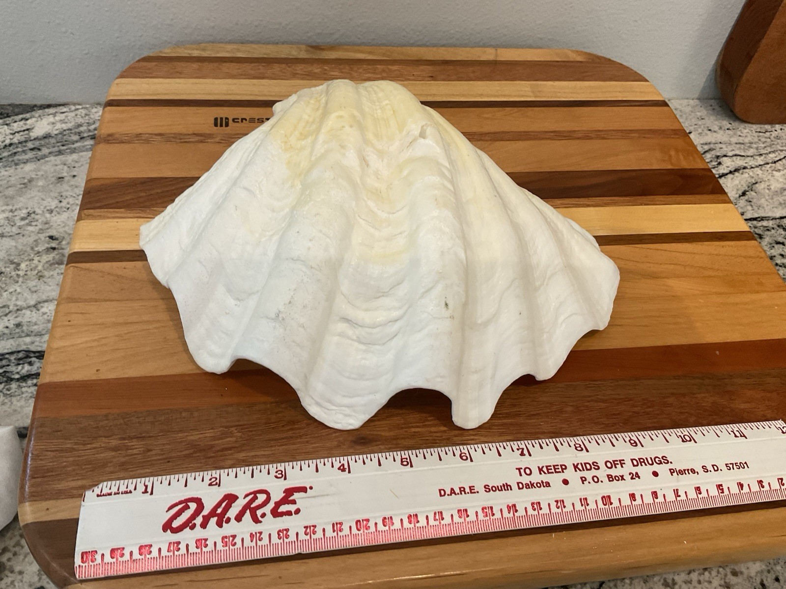 Large Natural Clam Shell Lot Of 3