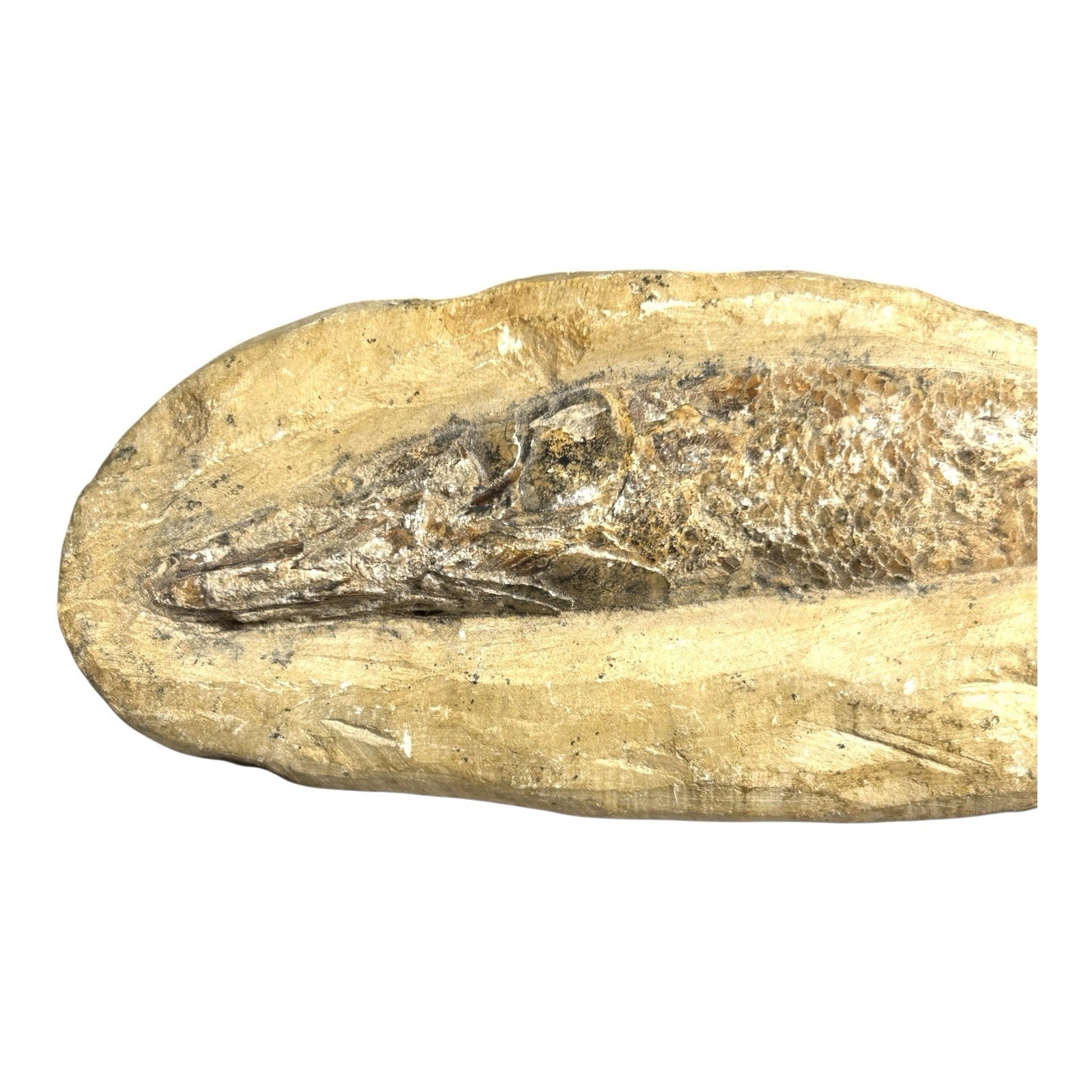 Prehistoric Lower Cretaceous Period Rhacolepis Fossil