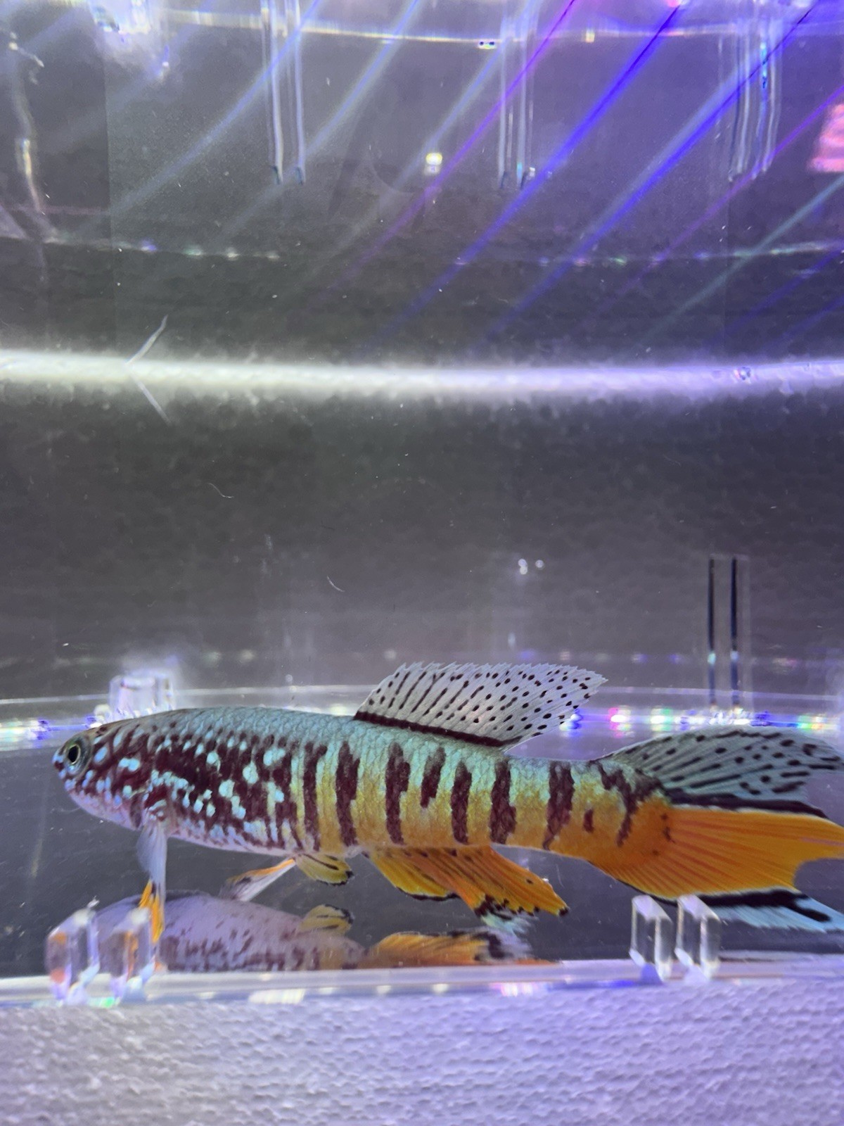 Fundulopanchax sjoestedti DWARF RED Gularis 1 Male USA BRED & RAISED Killifish