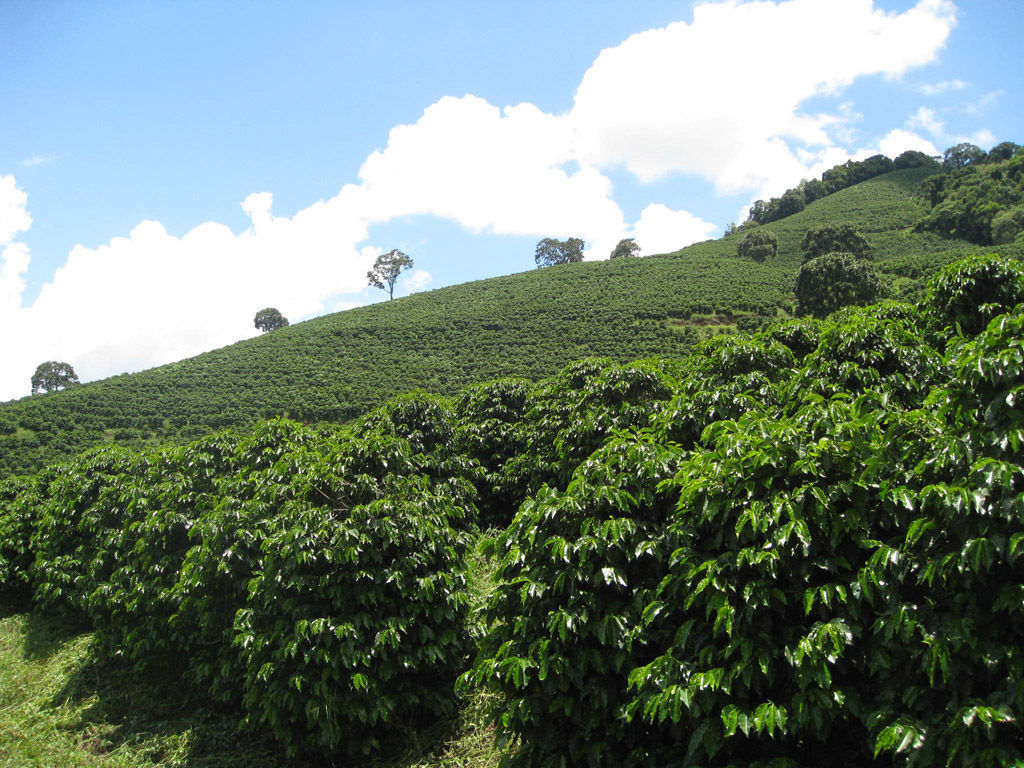 Brazilian Yellow Bourbon Coffee Beans, Medium Roasted Daily 2 Bags 1 Pound Each