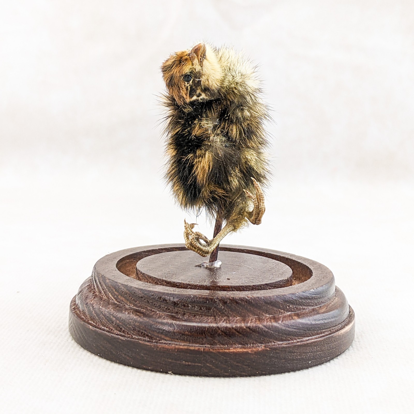 Dancing Quail Chick showcased in Glass Dome Display Taxidermy curiosity decor