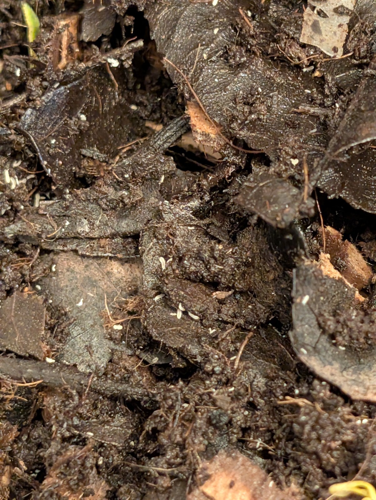 1000+ Temperate Springtails, Free Shipping