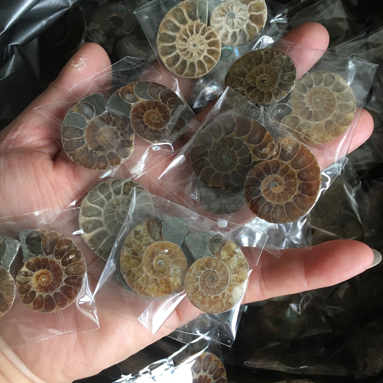 50 pair of Split Ammonite Specimen Shell Healing Madagascar 02