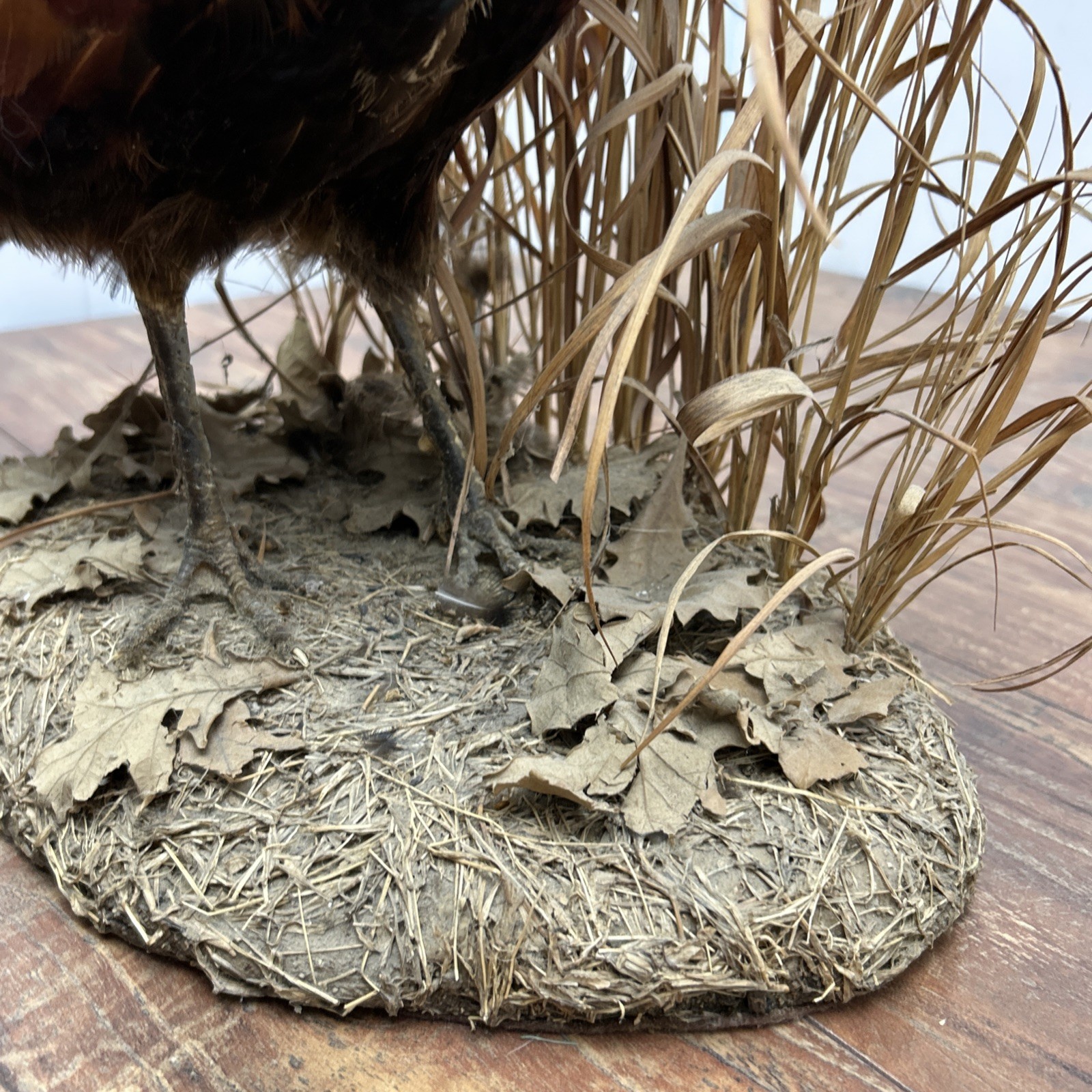 Ringneck Rooster Pheasant Taxidermy Standing Mount Habitat Base Foliage