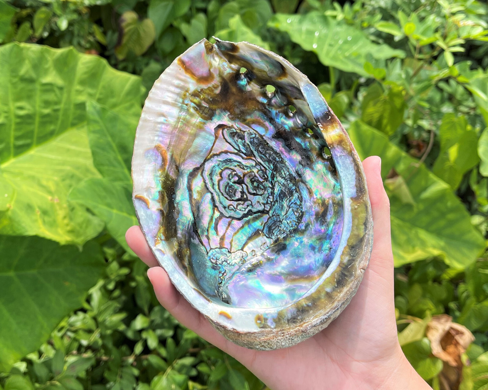 JUMBO Abalone Shell 6 - 7" (Smudging Burning Sage Sticks Display Sea Shell)