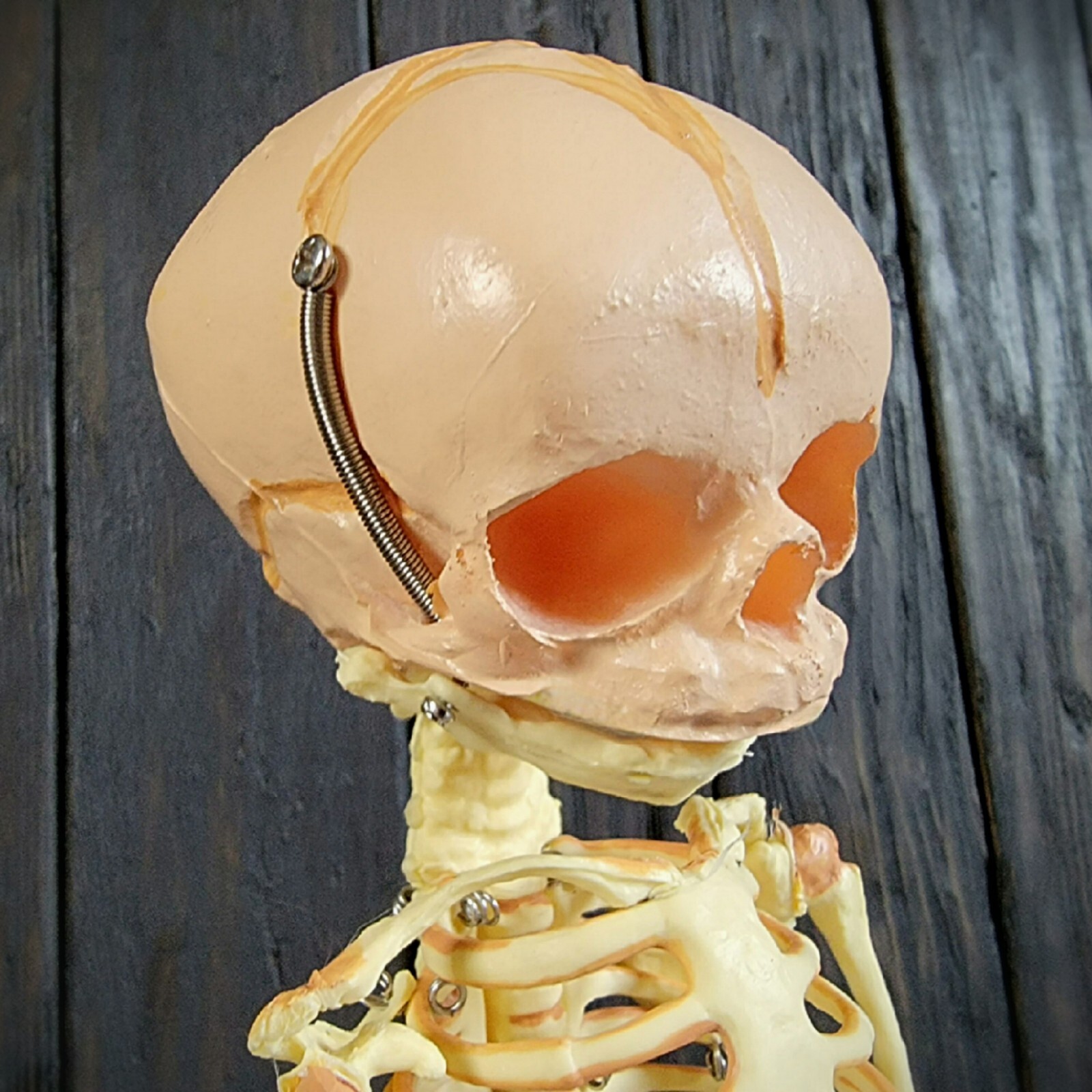 Fetal Skeleton Replica, Life Size Anatomical Fetus Skeleton Model, Oddities