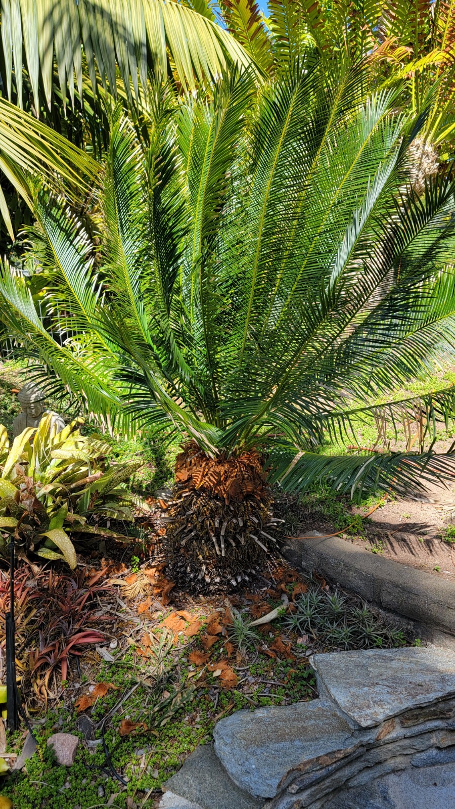 Cycas Panzhihuaensis Seedling