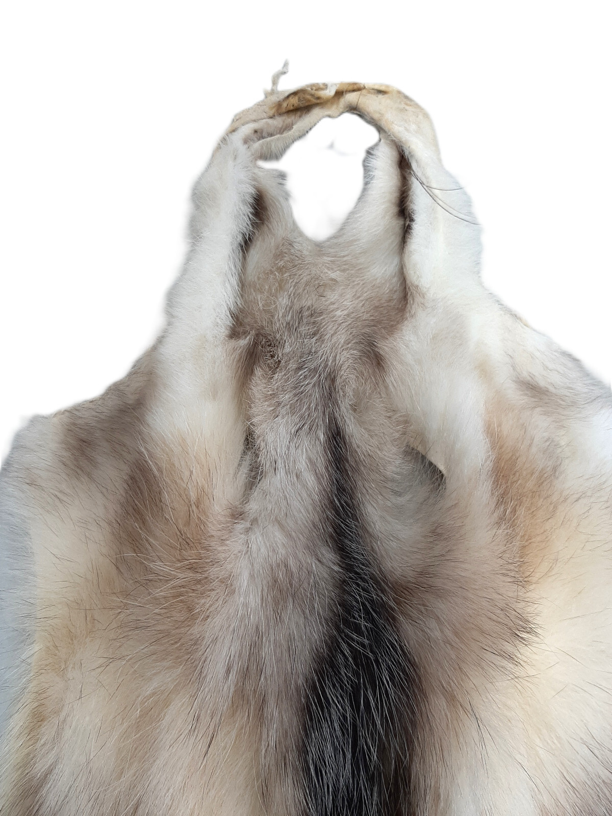 Opossum, Open Tanned-VERY Well Furred