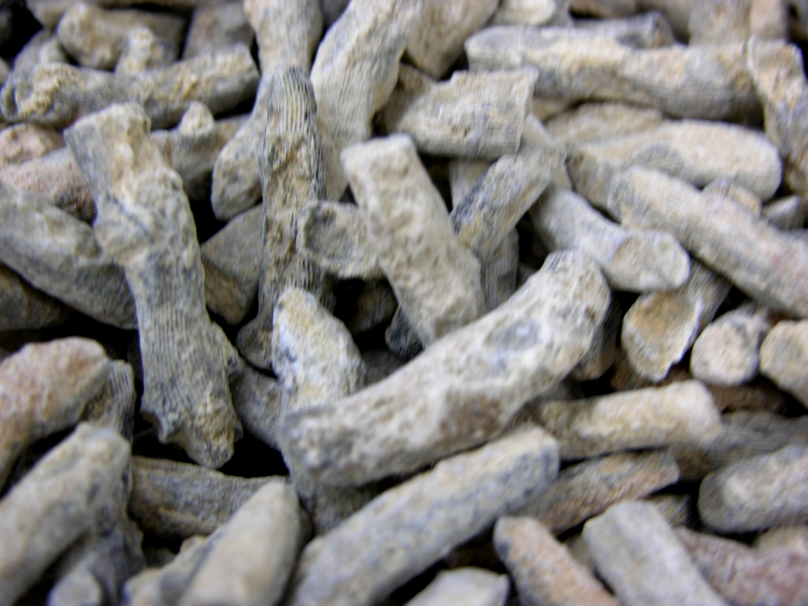 Coral branch fossils smaller agatized Ordovician Madagascar 1 # lots 1/2-1.5"