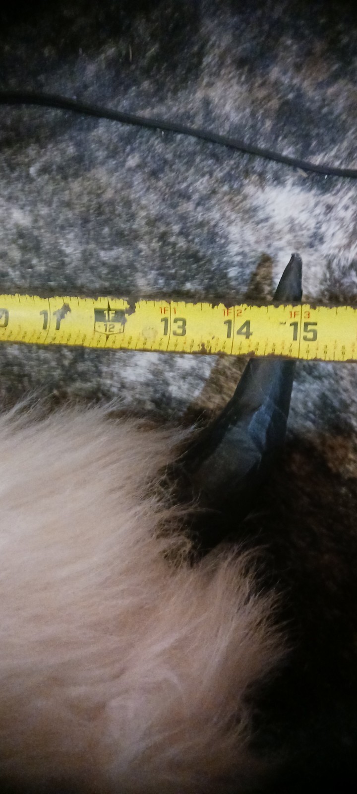 *AWESOME NATIVE AMERICAN WHITE BUFFALO HEAD DRESS LORETTA BEYUKA NICE HTF !*