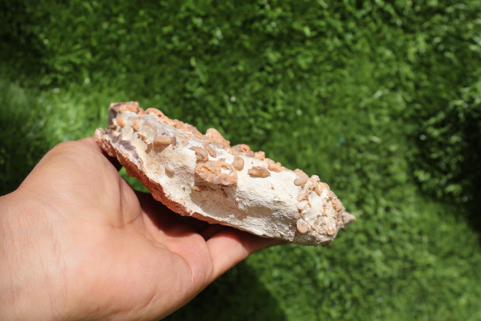 Cretaceous Douvilleiceras And Gastropods Fossil Plate From Morocco Marine Fossil