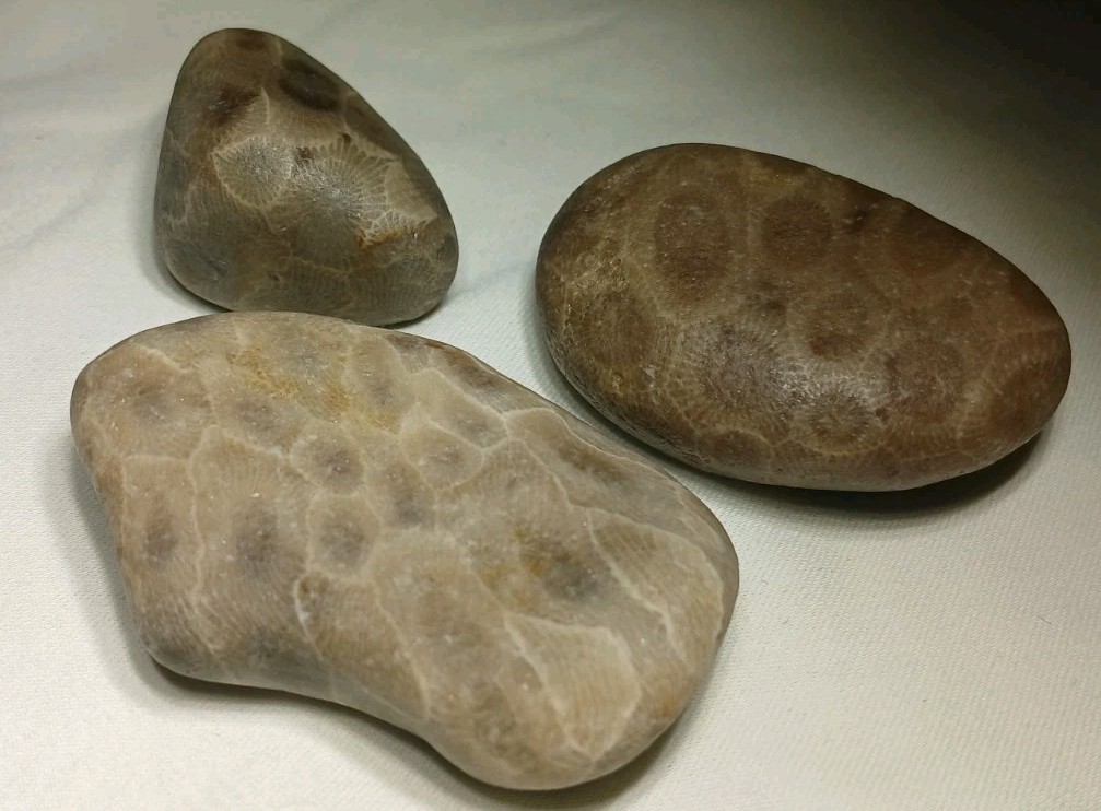 High Pattern Petoskey Stone Lot Natural Great Lakes Michigan Unpolished Fossils
