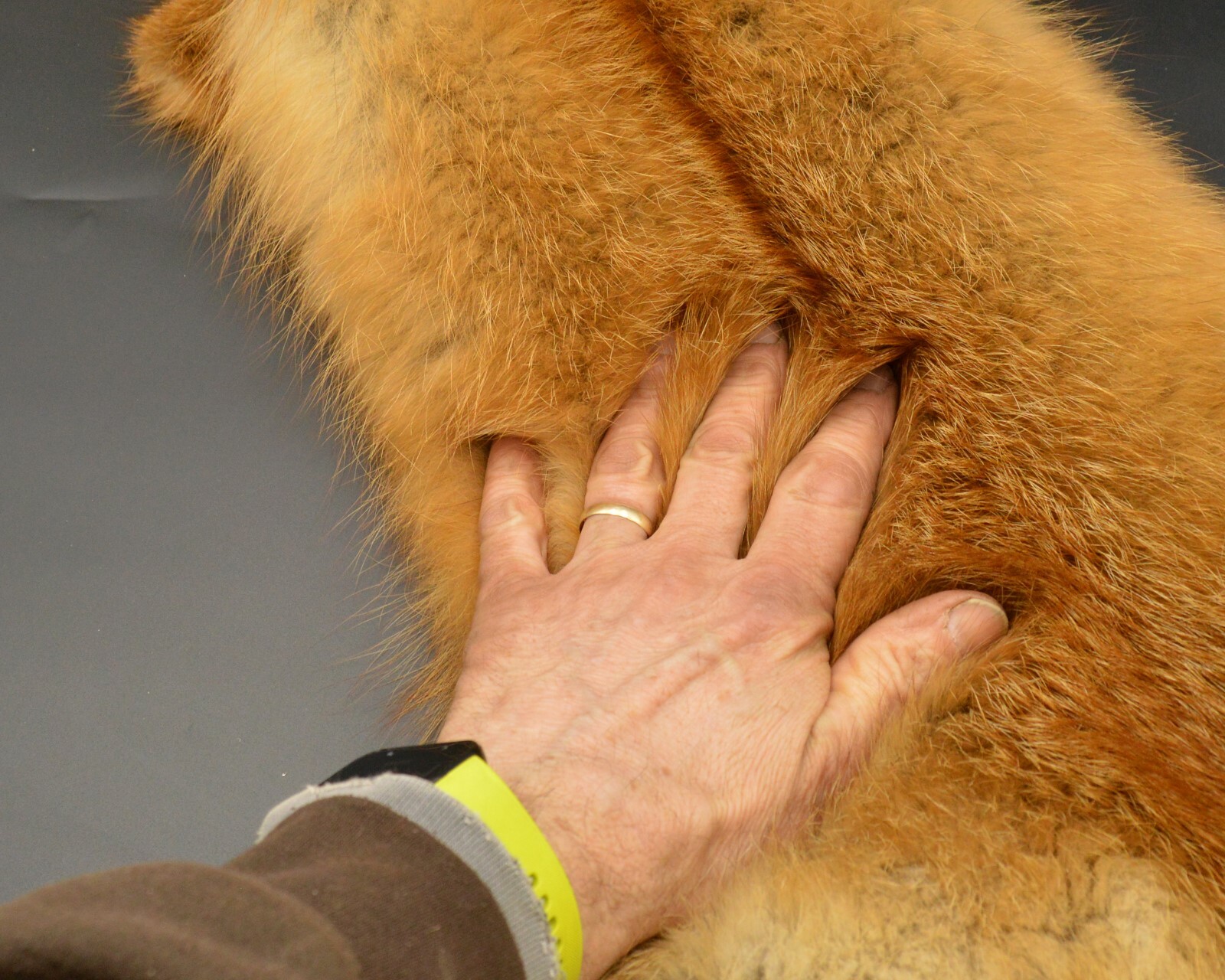 Tanned Red Fox Winter “Heavy Fur” Western Extra Large Premo (rfwhpremo)