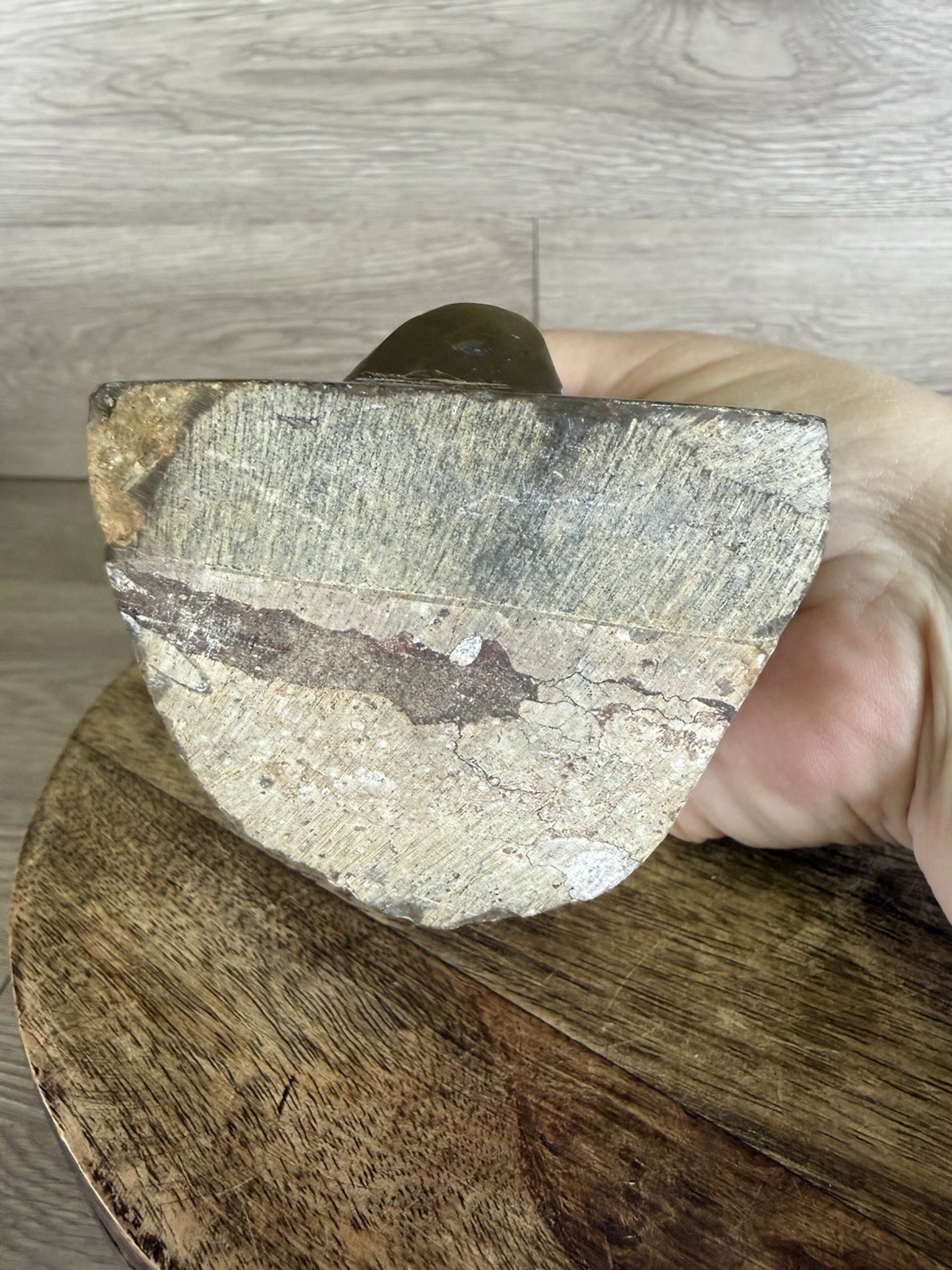 Vintage Standing Orthoceras Fossil 7” - Prehistoric Cephalopod Natural Display