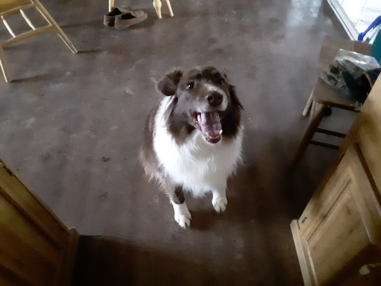 Rio loves worms , 1/4 pound  Red Wiggler mix  100% live deliver 2 day fed x