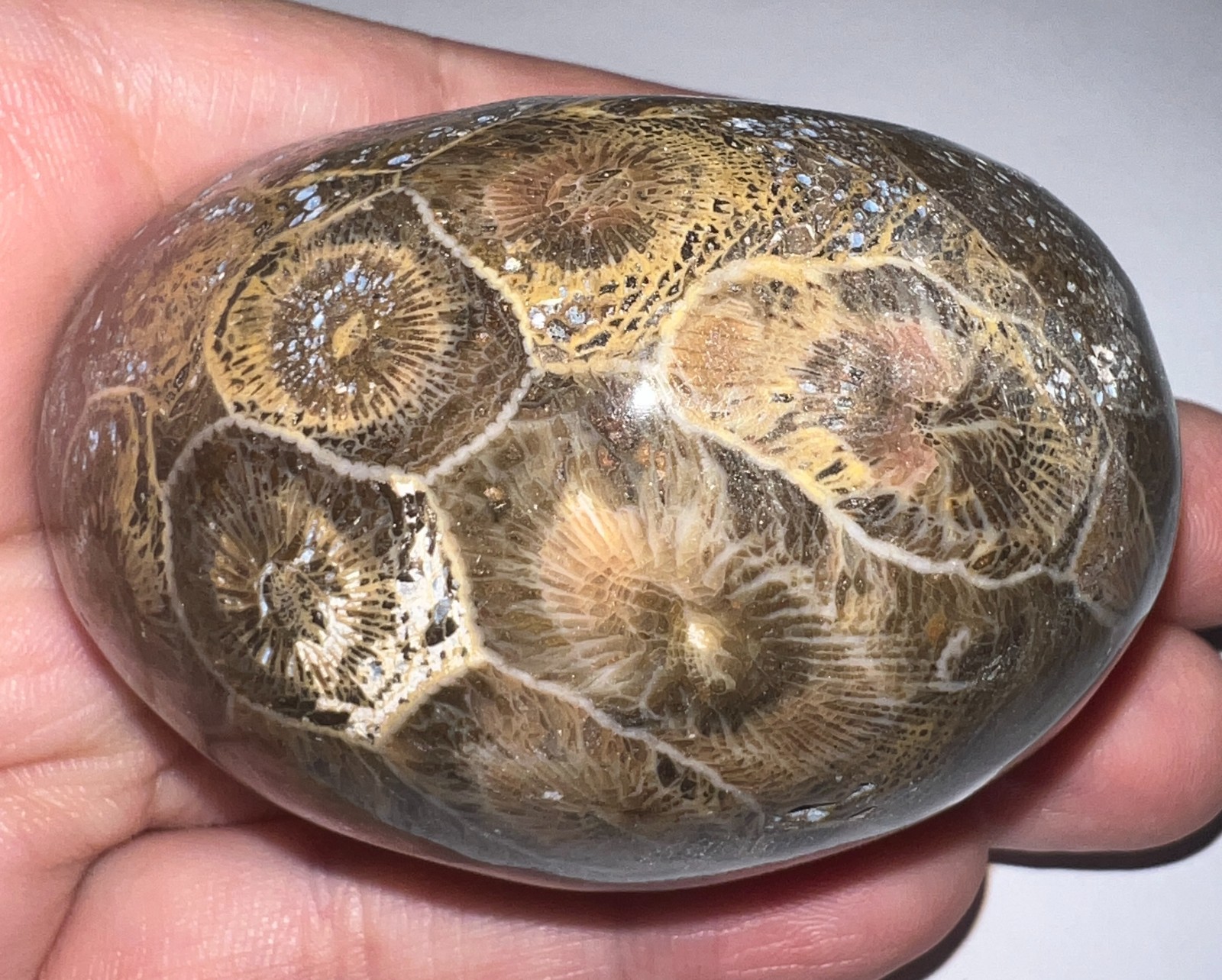 Moroccan Pre Dinosaur Fossil Polished Coral Lot 3 Inches One Per Order