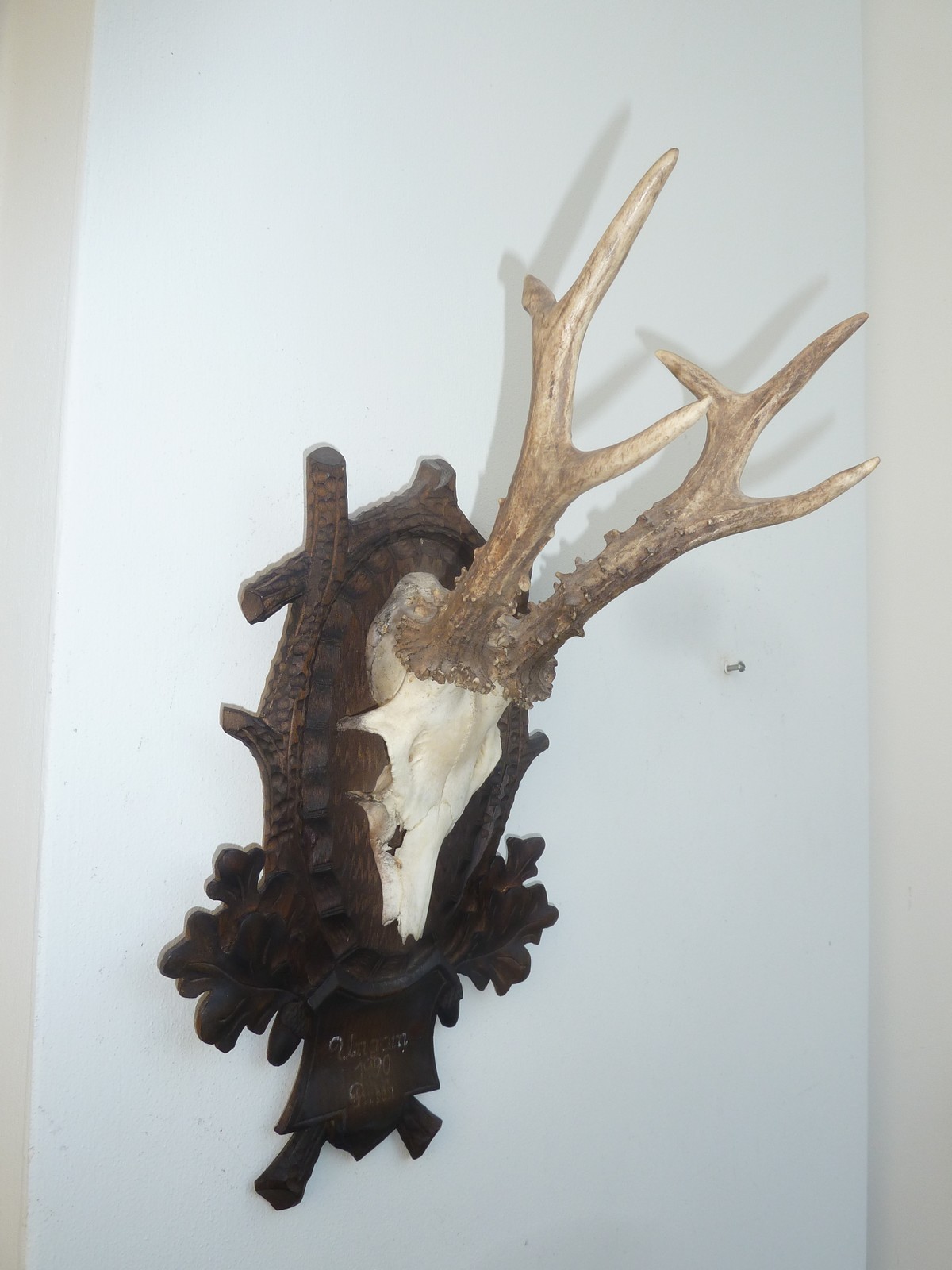 17" HUGE HEAVY ** 1990** DATED SUPERB BLACK FOREST CARVED ROE DEER ANTLERS MOUNT