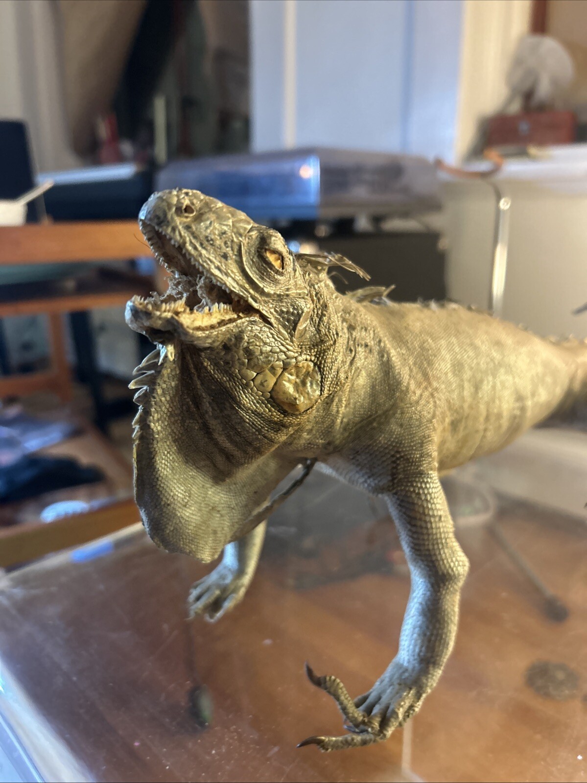 Vintage taxidermy Igauna Lizard, Folk Art, Home Decor, Exotic, Macabre, Rare