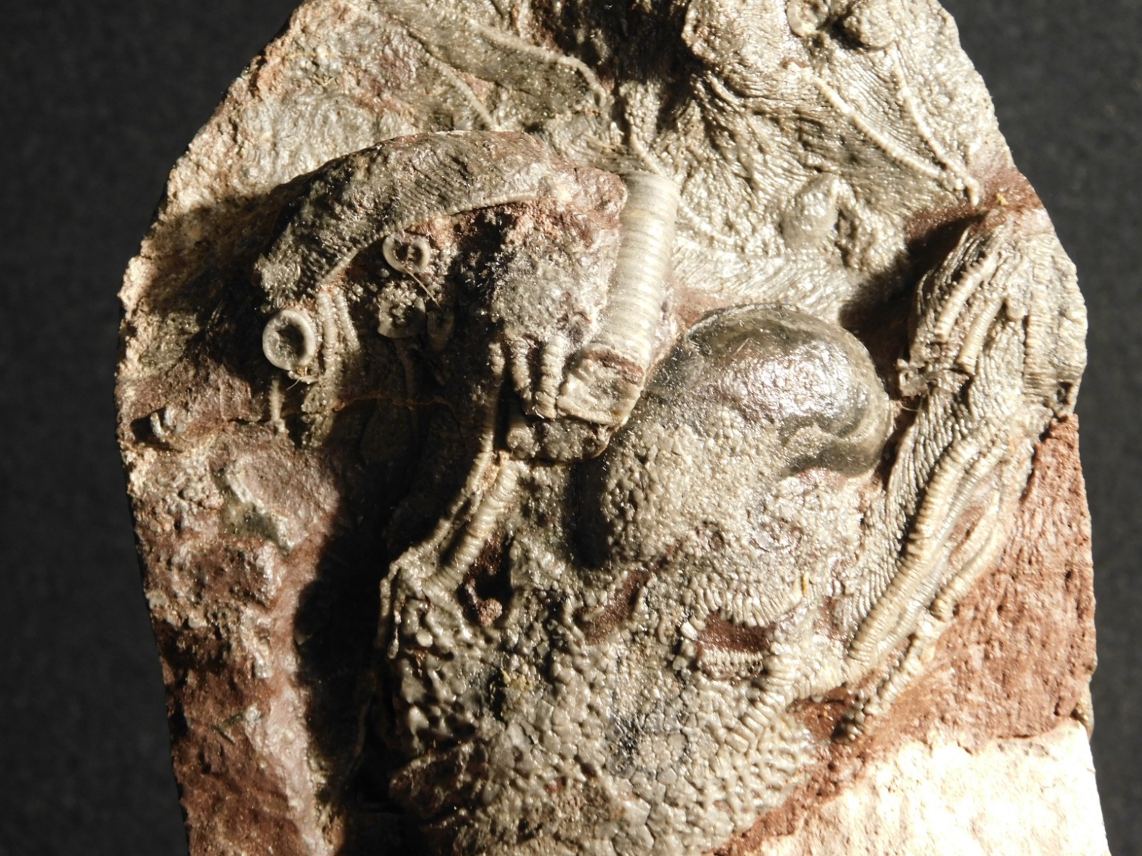 430 Million Year Old! CRINOID Fossil or Sea LILY Fossil Morocco 669gr