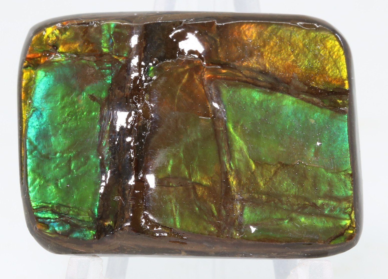 Korite Ammolite Ammonite shell 1.13" x 0.84" Alberta Canada COA 7390