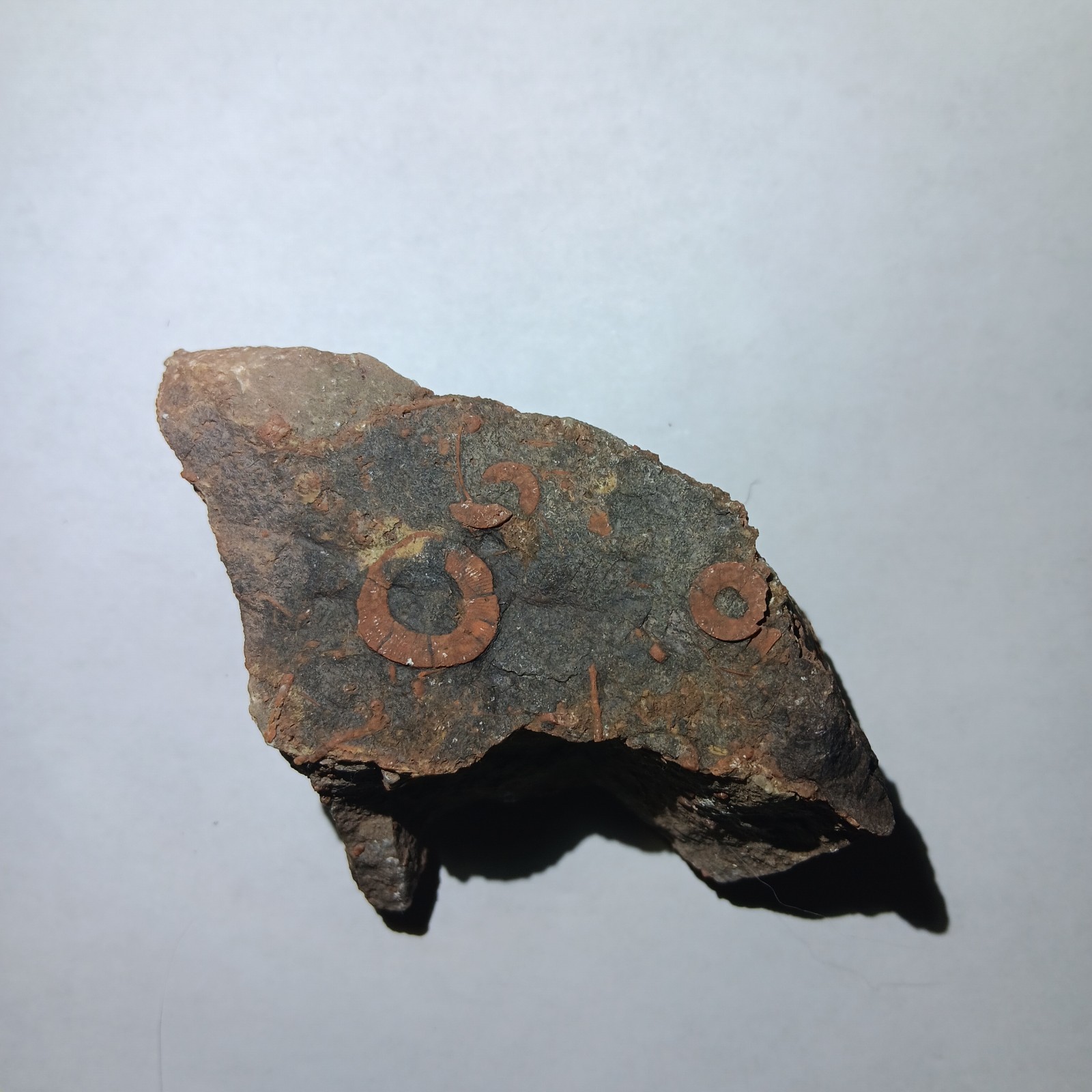 Rare Crinoid Fossil Stem Segments and Imprints,3 In, Miniturn Formation Colorado