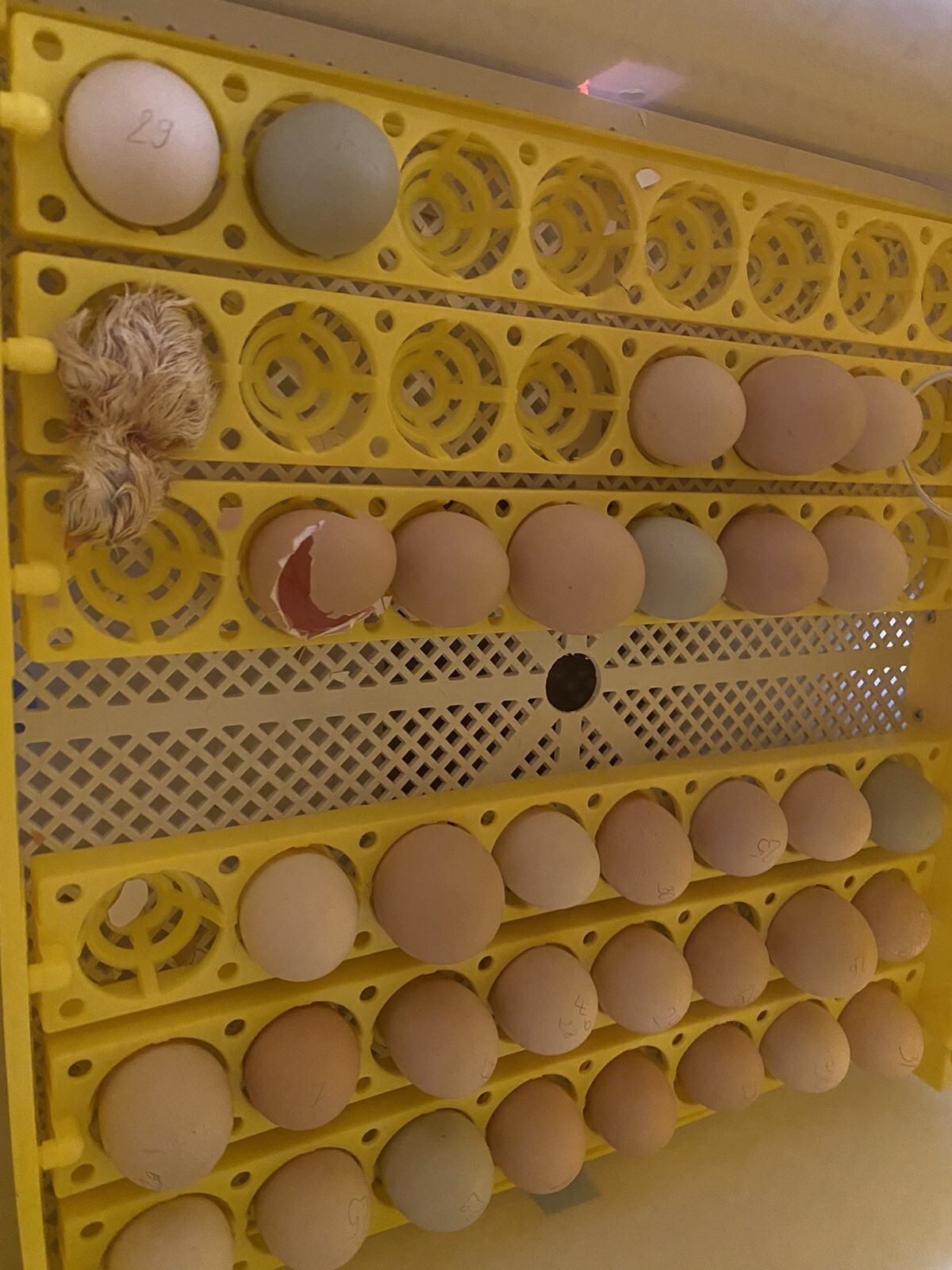 12+ Rare Breed Chicken Hatching Eggs Orpington, Wyandotte, Sweddish Flower