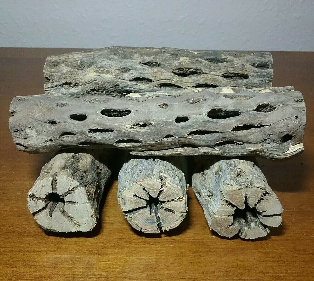 5 THICK pieces of 6" inch CHOLLA Wood Cactus | Fish, Shrimp Aquarium | Crafts!