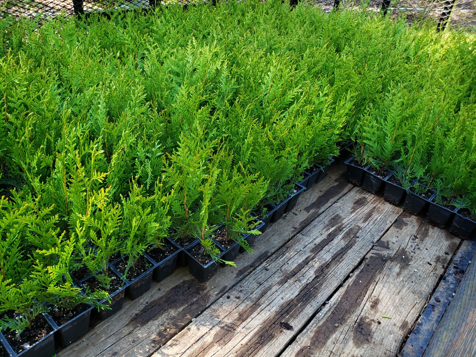 Green Giant Arborvitae, fast growing, privacy, five to 50 plants, FREE shipping