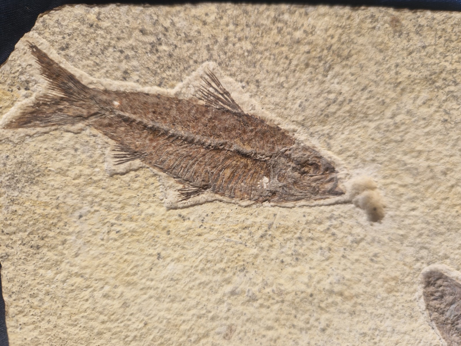 FABULOUS KNIGHTIA HIGH FOSSIL FISH PLATE - GREEN RIVER FMT - WYOMING - USA..