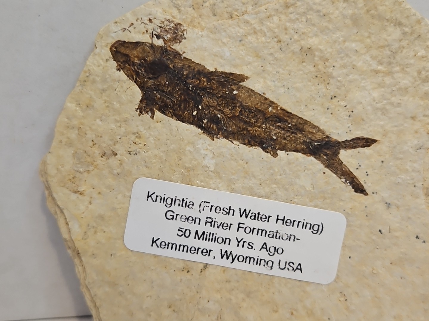Knightia (Fresh Water Herring) Green River Formation Kemmerer WY Fossil 2 Sided
