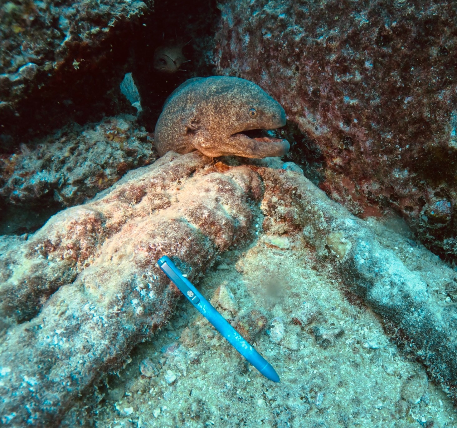 Tactile Turn Seasonal Release Switch!!! The Deep Sea [Standard or Short Length]