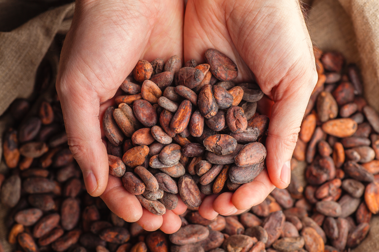 Raw Cacao / Cocoa Beans Whole Chocolate Arriba Nacional Bean 1 oz to 15 Lb Bulk
