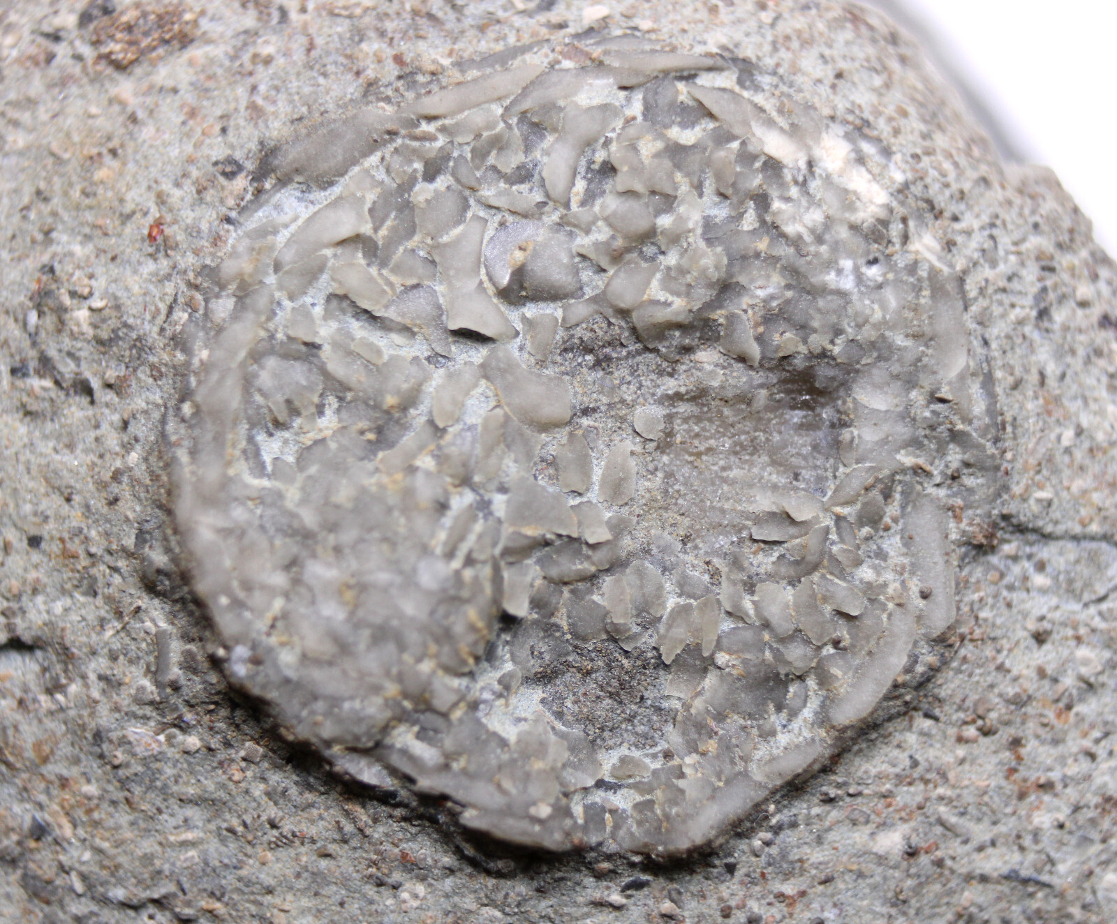 Cincinnatian Edrioasteroid Fossil Ordovician Kentucky Fairview Fm Echinoderm