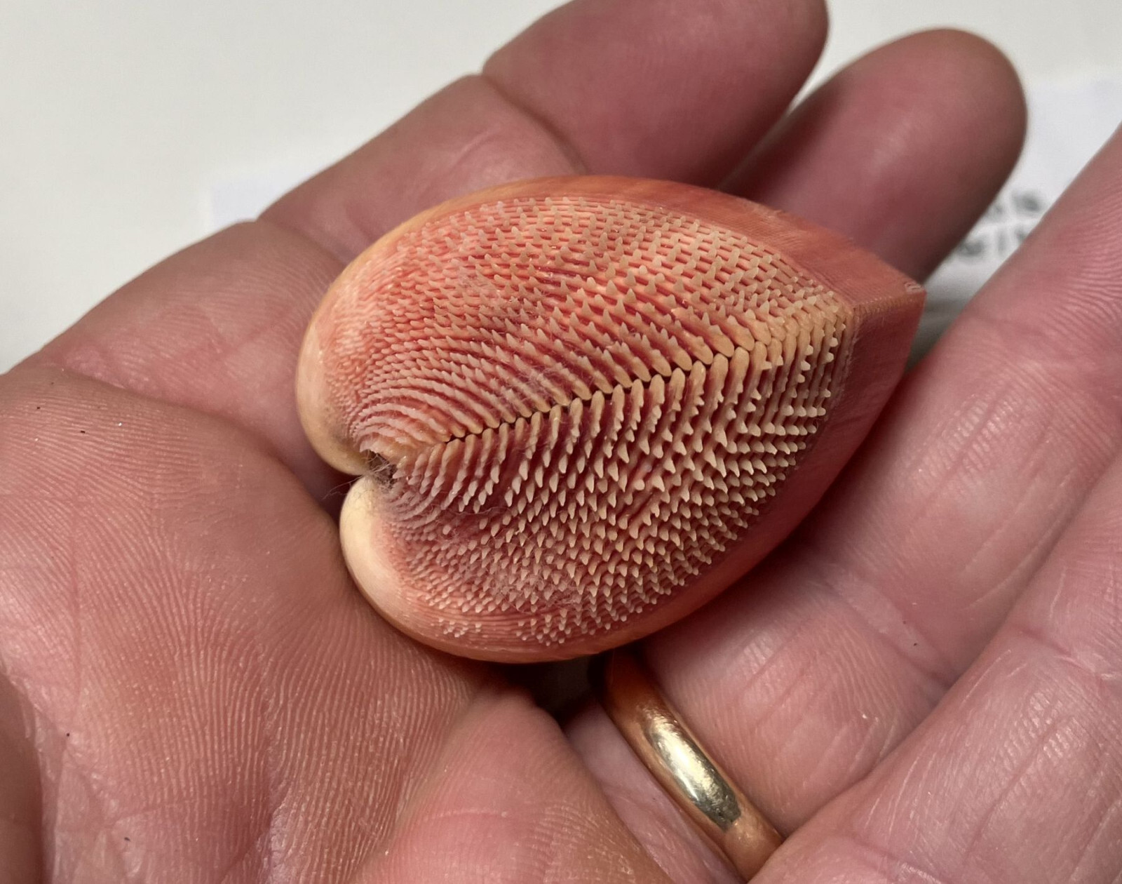 Bechei's Cockle. Nemocardium bechei. Great shape. Philippines
