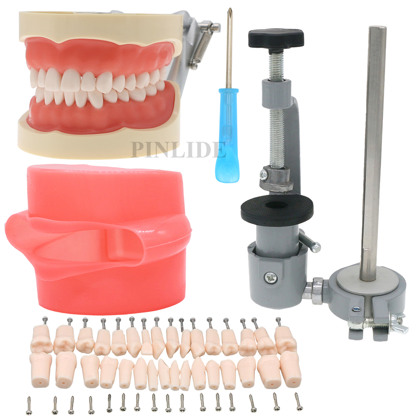 Dental Teeth Typodont Model Kilgore NISSIN Type Mounting Pole Removable Model