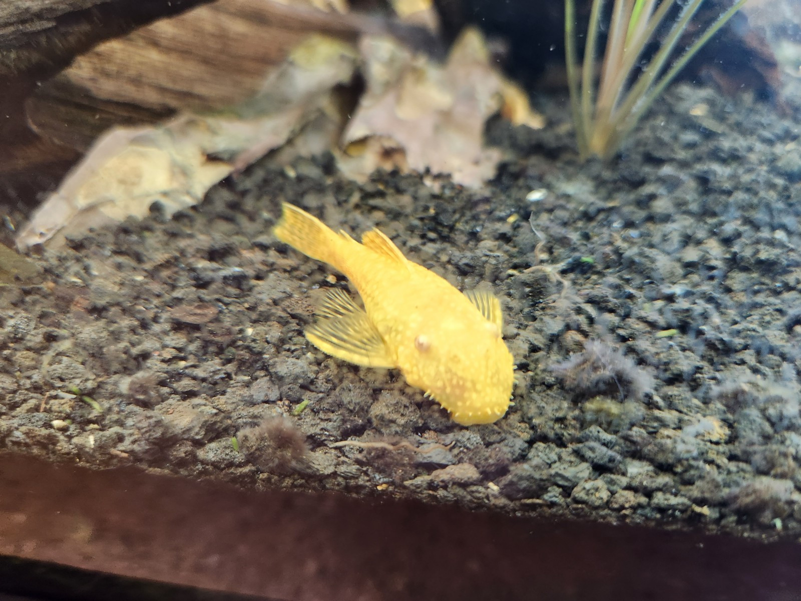 Small Freshwater Cleanup Crew – 2 Plecos, 20 Shrimp, 20 Snails - Algae Eaters