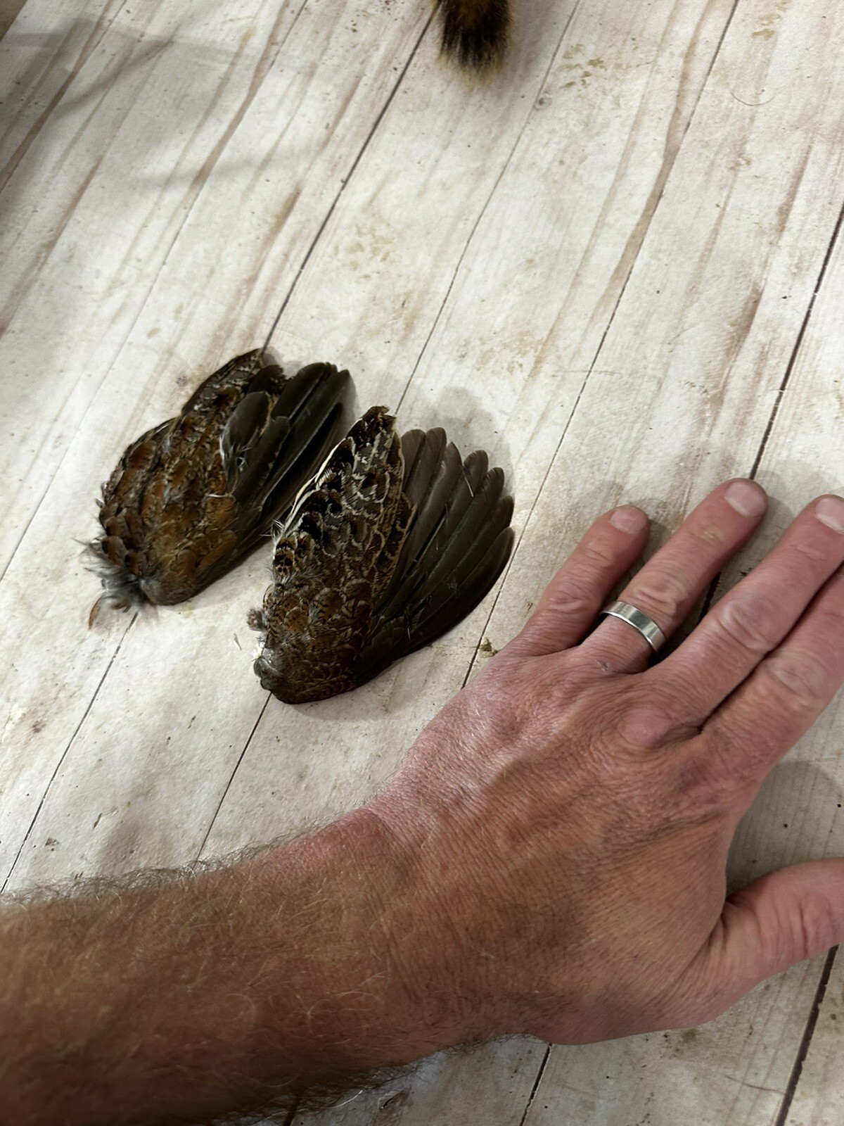 Bobwhite Quail Wings For Training, Crafts, Or Fly Tying.