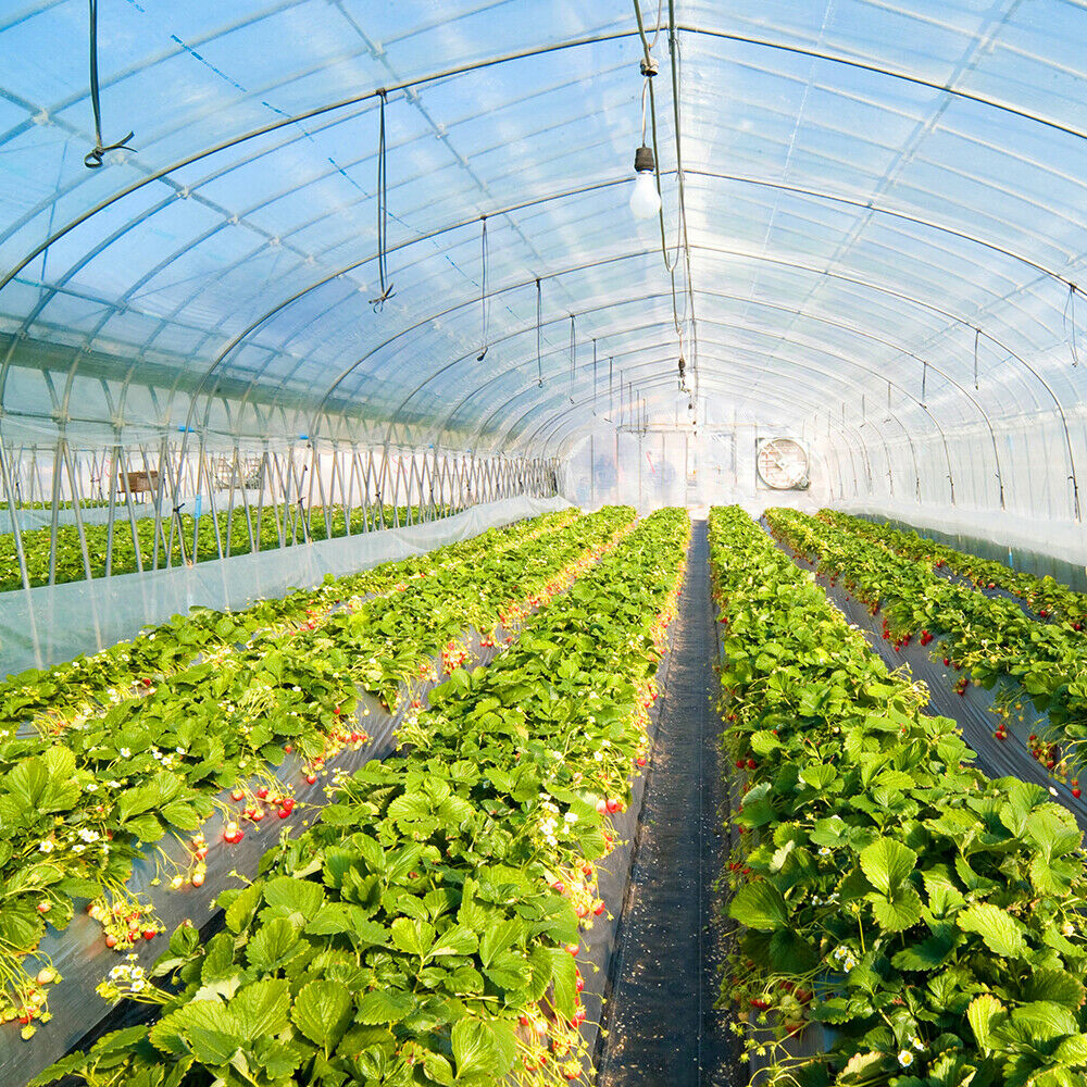 6 mil Clear Greenhouse Plastic Film Sheeting UV Resistant Cover