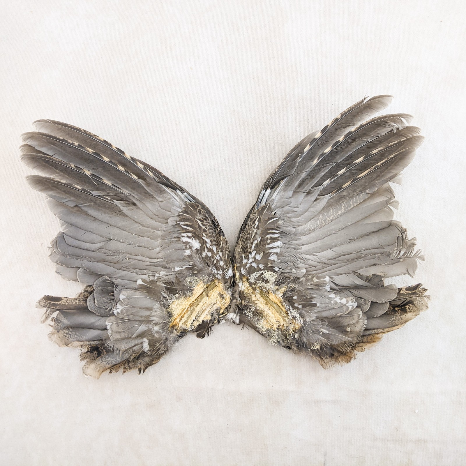 Grouse Wings Pair Feather smudge oddities Decorative Curiosities craft gift