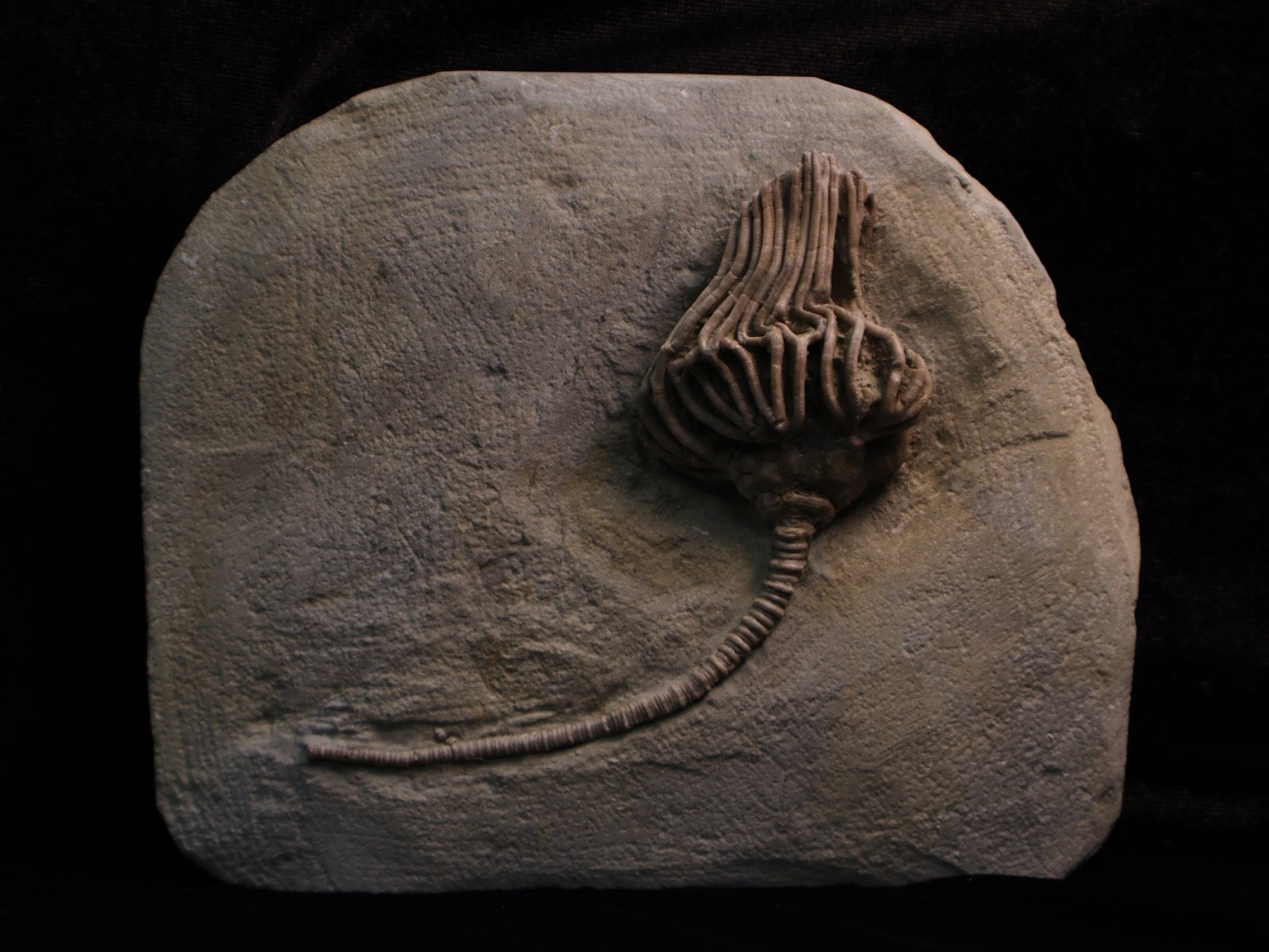 Actinocrinites gibsoni Crinoid Fossil, Crawfordsville, IN