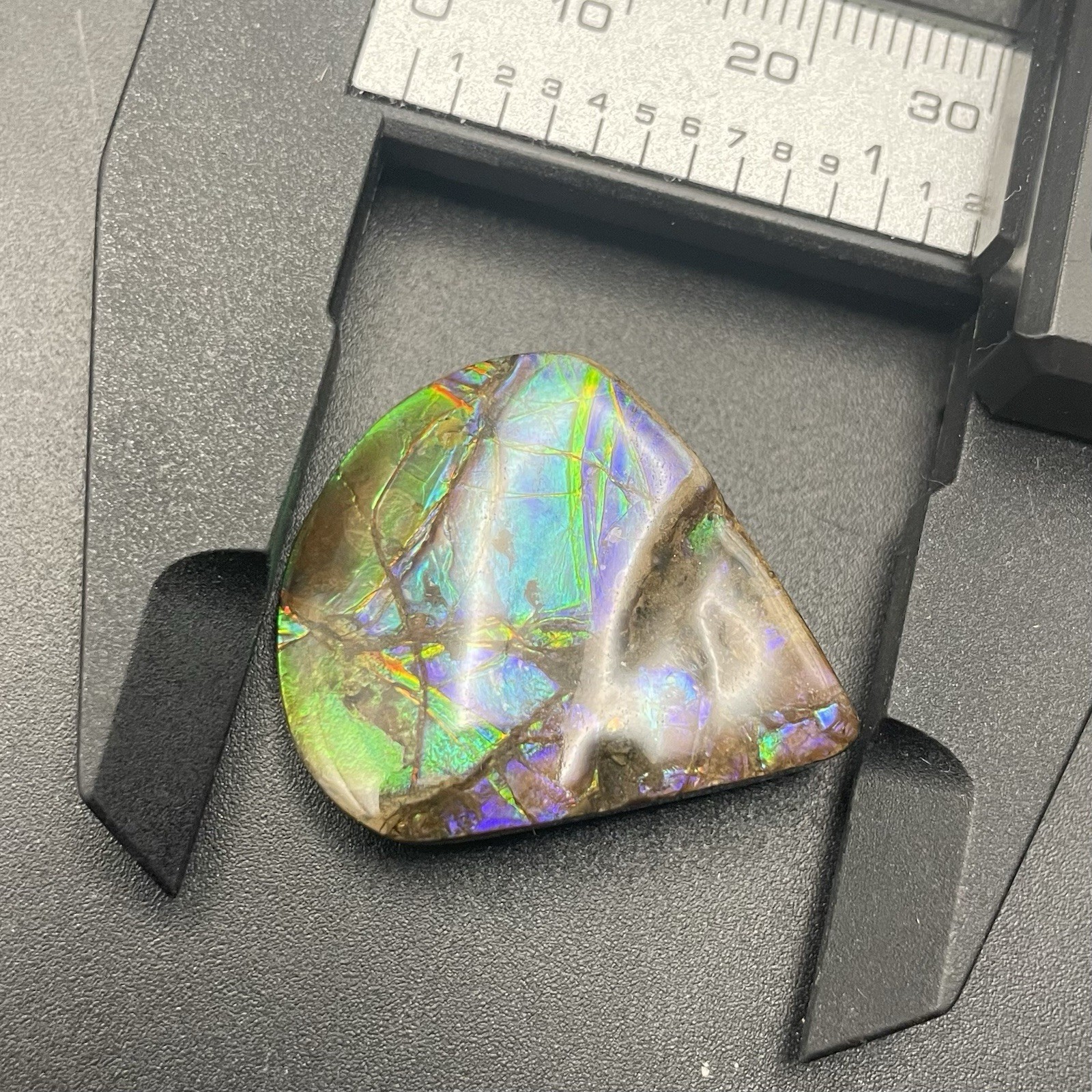 Incredibly Colorful Canadian Ammolite GEM Authentic Ammonite Fossil Dinosaur Age