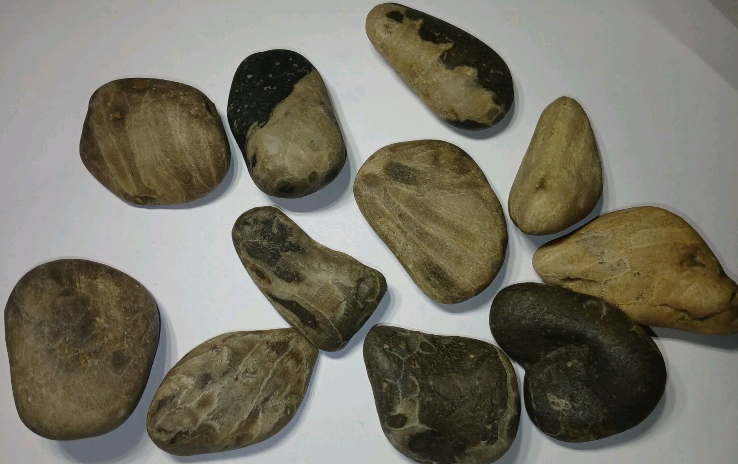 Michigan Petoskey Stone Lot 1 Pound Unpolished Natural Great Lakes Fossil Coral