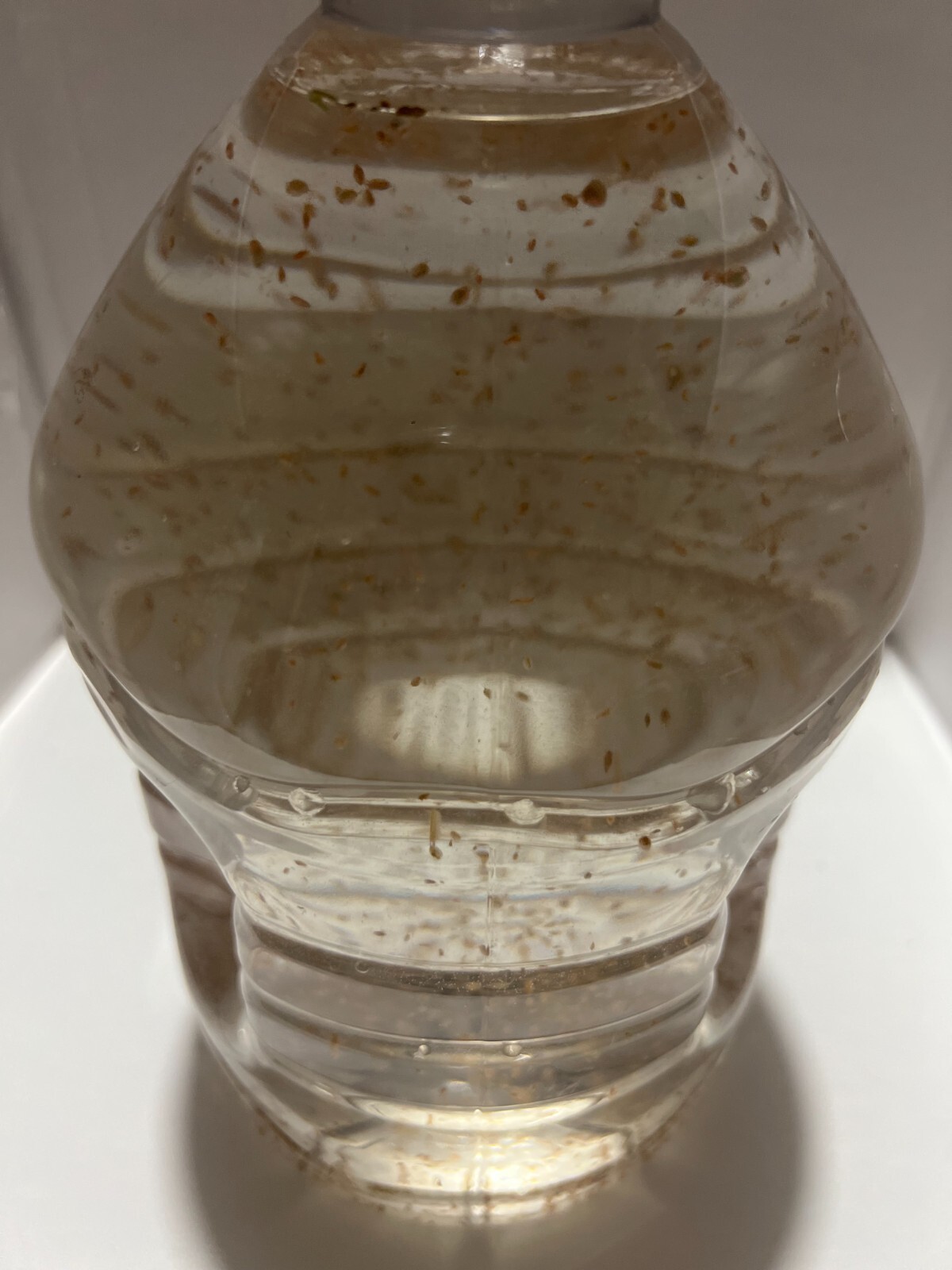 2500 Daphnia Magna (Clean Indoor Culture) Buy 2 get 1 free!