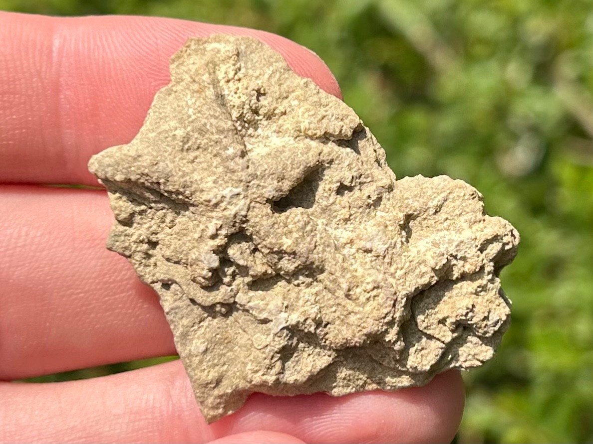 Alabama Fossil Starfish Cast Mississippian Age Bangor Limestone Formation