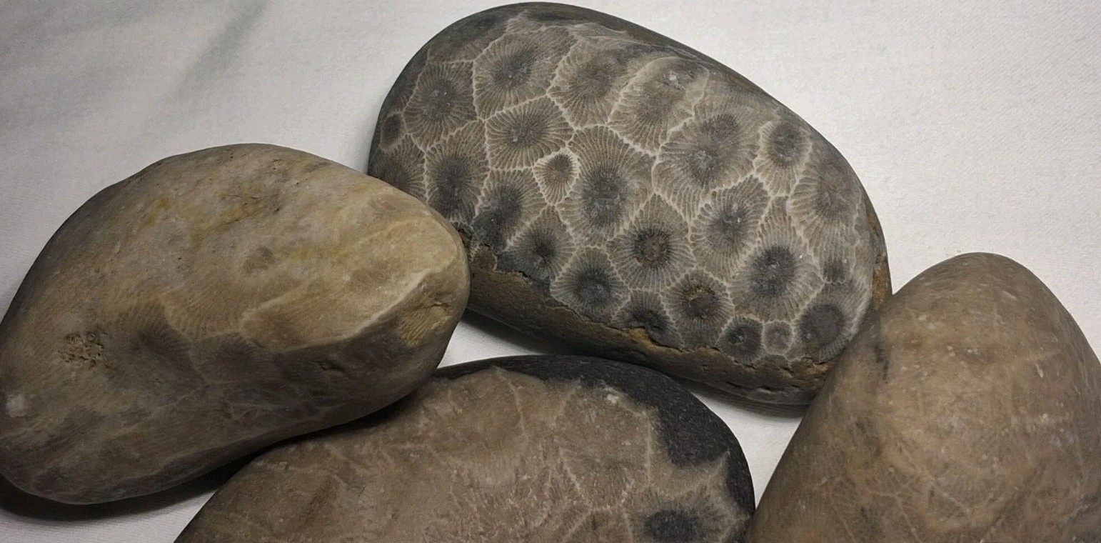 Michigan Petoskey Stone Lot 1 Pound Unpolished Natural Great Lakes Fossil Coral