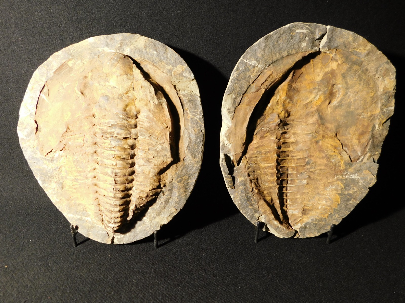 HUGE! 530 Million Year OLD! Andalusiana Trilobite Fossil Anif Morocco 3933gr